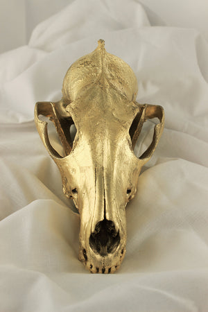 23k gold gilded coyote skull