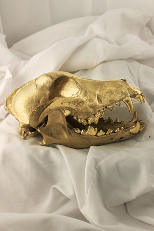 23k gold gilded coyote skull